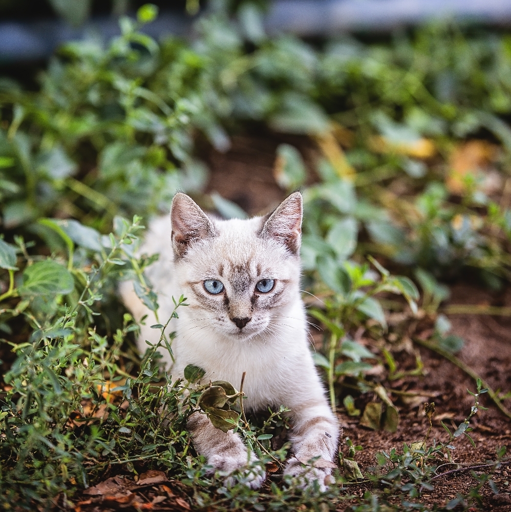 Fine Art Archival Print "Barn Cat" by Sandra Boos Photography 10x10